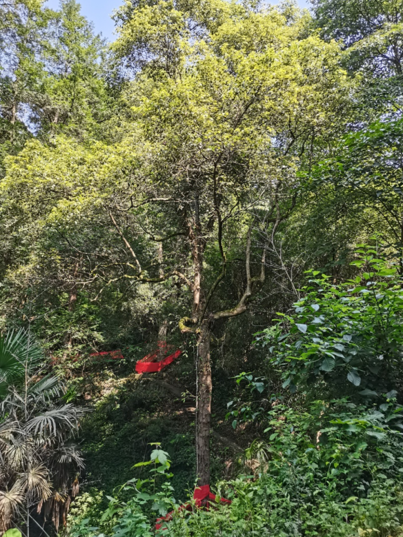 發(fā)力五型經(jīng)濟(jì)，著力打造“中國龍腦之都”